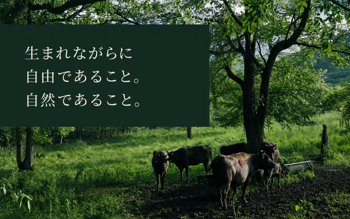 生まれながらに自由であること。,自然であること。